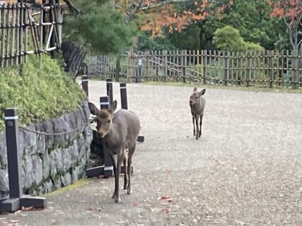 令和４年１１月２９日（火）奈良ホテルと鹿